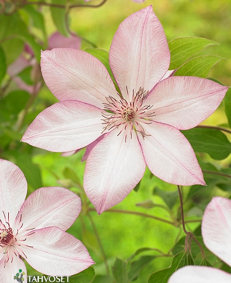 Clematis Patens-ryhmä 'Omoshiro', loistokärhö